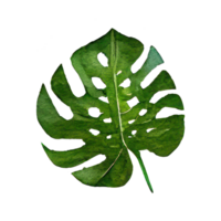 Tropical leaves in watercolor . png