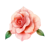 Roses watercolor . png