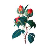 Rose acquerello . ai generato png