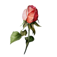 des roses aquarelle . ai généré . ai généré png