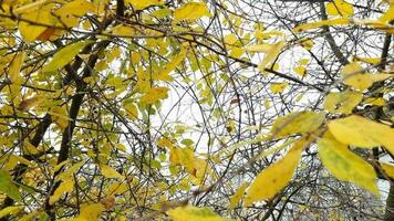 Gelb Blätter auf das Geäst von ein Baum im das Herbst Wald. dynamisch Zoomen. video