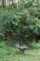 Wild Peacock goes in dark tropical forest with Feathers Out photo