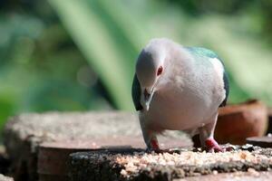 Large bird searching foods. Beautiful dark blue and gray color bird photo