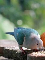 Large bird searching foods photo