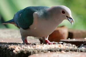 Large bird searching foods photo