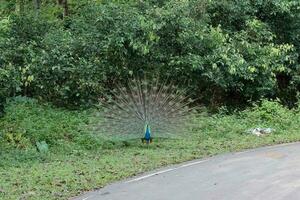 Wild Peacock goes in dark tropical forest with Feathers Out photo