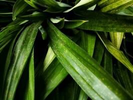 Pile of pandan leaves are green and fresh photo