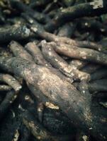 pieces of cassava tubers to be processed into chips photo