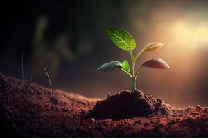Seeding are growing in the soil with backdrop of the sunlight. photo