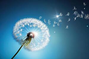 White dandelion and pollen in the morning light blowing away across a fresh green background. photo