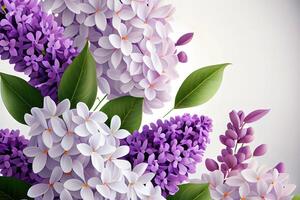 Lilac flowers background. photo