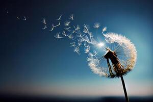 Flying Dandelion seeds in the morning sunlight blowing away in the wind across a blue sky. photo