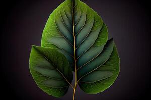 fresh green leaf with water drop, relaxation nature. photo