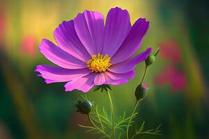 Beautiful cosmos flower in the garden. photo