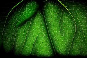 Detail of a green leaf. photo