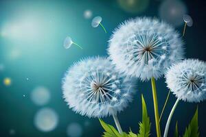 of spring background with white dandelions. photo