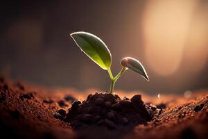 Seeding are growing in the soil with backdrop of the sunlight. photo