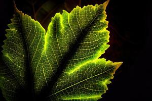 close up of green leaf texture, green leaf texture. photo