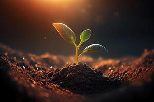 Agriculture Concept. Agricultural Business. New Life Young Small Sprout Soybean. photo