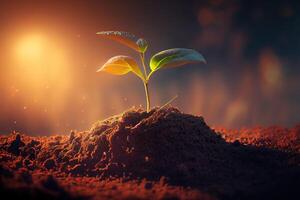 Seeding are growing in the soil with backdrop of the sunlight. photo