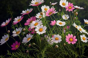 Meadow with lots of white and pink spring daisy flowers. photo