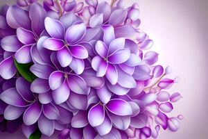 Purple lilac flowers blossom in garden, spring background. photo