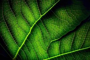 close up of green leaf texture, green leaf texture. photo