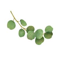 Eucalyptus leaf on white background. photo