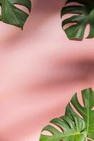 Monstera leaves on pink background. Flora wallpaper backdrop. photo
