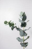 Eucalyptus leaves on white background. Flora wallpaper background. photo