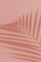Palm leaves on pink background. Flora wallpaper backdrop. photo