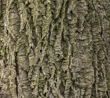 Close-up of cork tree bark. Cork tree or Phellodendron sachalinense in Latin photo