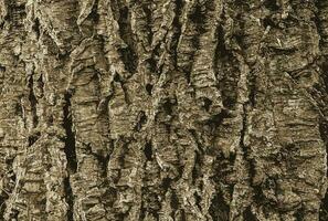 Illustration of a close-up of cork tree bark. Cork tree or Phellodendron sachalinense in Latin photo