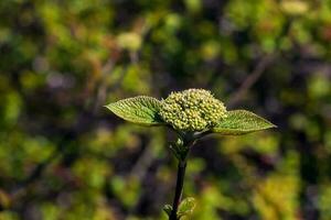 Viburnum lantana flower buds in early spring. Last year's fruits on the branches. Life conquers death. photo