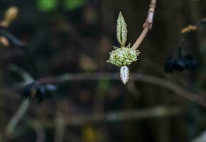 Viburnum lantana flower buds in early spring. Last year's fruits on the branches. Life conquers death. photo