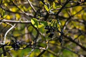 Viburnum lantana flower buds in early spring. Last year's fruits on the branches. Life conquers death. photo