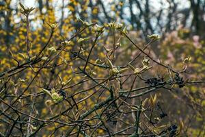 Viburnum lantana flower buds in early spring. Last year's fruits on the branches. Life conquers death. photo