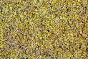 Background of medicinal plant Helichrysum arenarium. Top view. Yellow dry flowers. photo