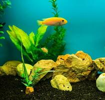 Multi-colored bright fish swim in the aquarium. Aquarium with small pets. photo