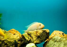 multicolor brillante pescado nadar en el acuario. acuario con pequeño mascotas. foto