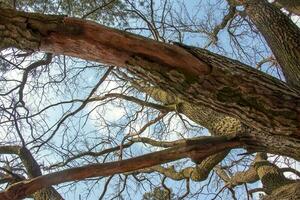 Branches of an old oak tree against the background of the spring sky photo