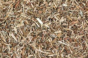 Background made of dried brown oak bark for medical use. Oak bark backdrop. Quercus cortex - herb. photo