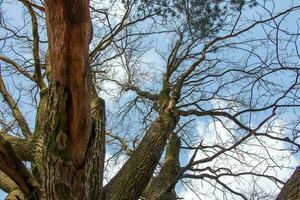 Branches of an old oak tree against the background of the spring sky photo