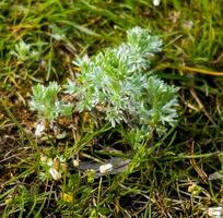 Closeup of fresh growing wormwood Seriphidium fragrans, Artemisia grasses in the wild field, Artemisinin medicinal plant, natural green grass leaves texture wallpaper background photo