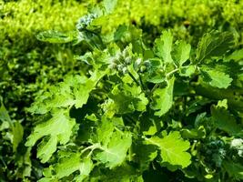 Young green celandine buds are covered with dew drops in the morning. The Latin name of the plant is Chelidonium L. The concept of traditional medicine. photo