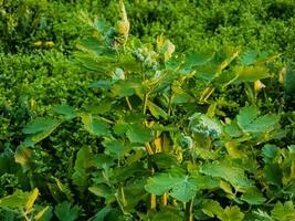 Young green celandine buds are covered with dew drops in the morning. The Latin name of the plant is Chelidonium L. The concept of traditional medicine. photo