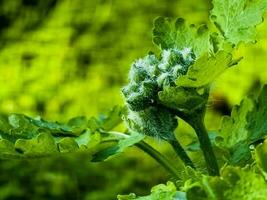 Young green celandine buds are covered with dew drops in the morning. The Latin name of the plant is Chelidonium L. The concept of traditional medicine. photo