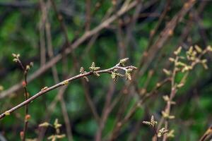 brotes y hojas de Zumaque rhus trilobata en primavera. foto