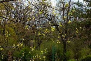 brotes y hojas de Zumaque rhus trilobata en primavera. foto