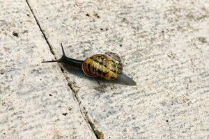 A small snail with its shell on a summer day in a city park. photo